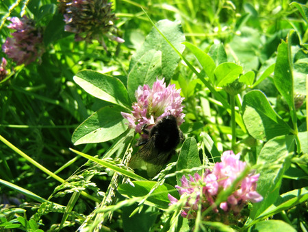 big bumblebee collecting pollen on clover in the green grassの写真素材