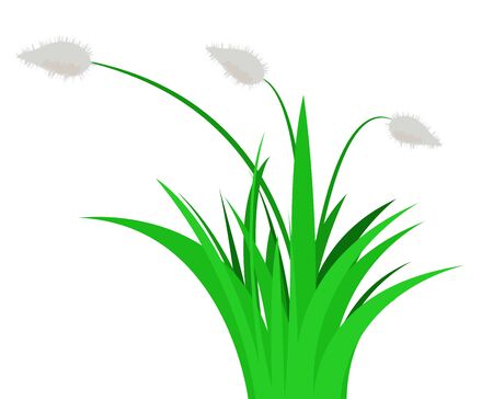 Plant with fluffy flowers in green grass. Vector illustrationのイラスト素材