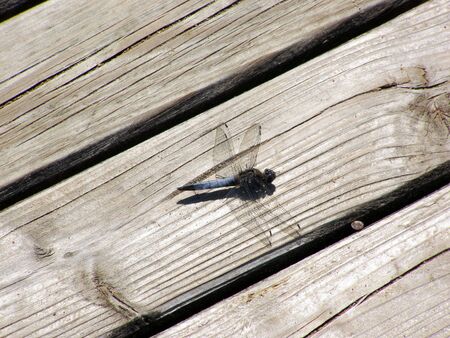 Big dragonfly sits on the old boardの写真素材