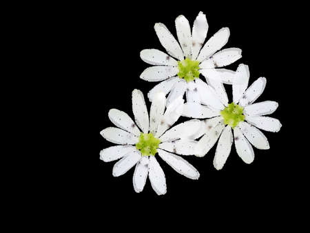 Three white flowers on a black background. Imitation of watercolor