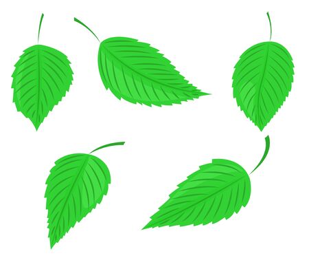 Set of green birch leaves. Vector illustrationのイラスト素材