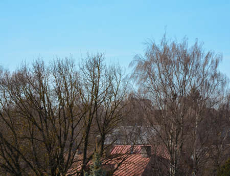 Roofs of old houses with chimneys and trees without leavesの写真素材
