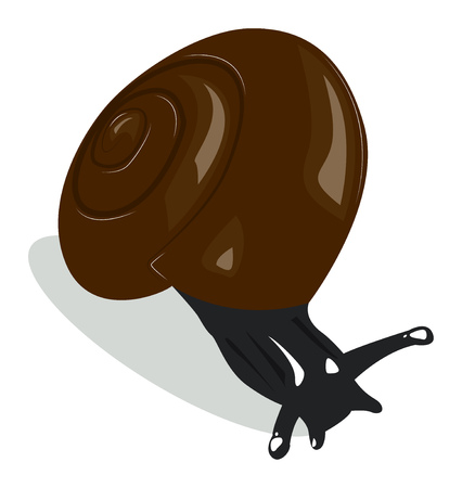 Large snail with a brown shell.  illustrationのイラスト素材
