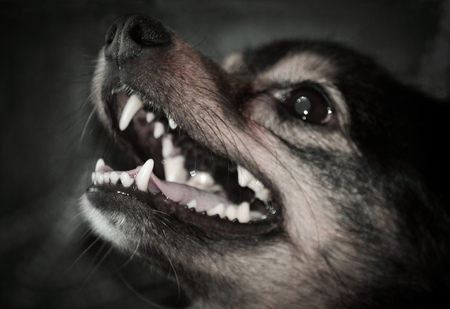 Portrait of a dog with open mouth, close-up. Photo toned in dark colorsの写真素材