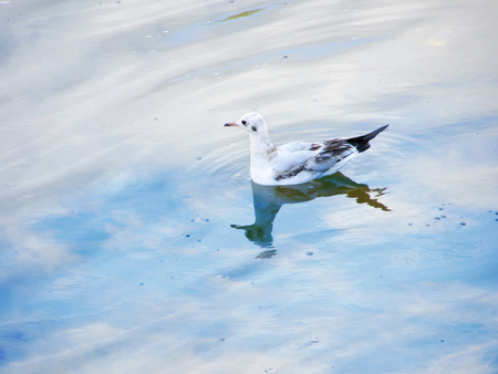Seagull sitting on the water in which the sky is reflectedの写真素材