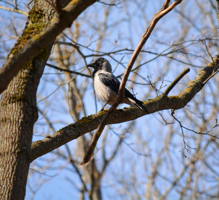 The gray crow is walking along a branchの写真素材