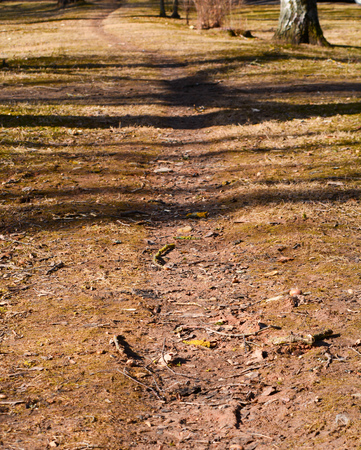 Path in the park in early spring with shadows from trees.の写真素材
