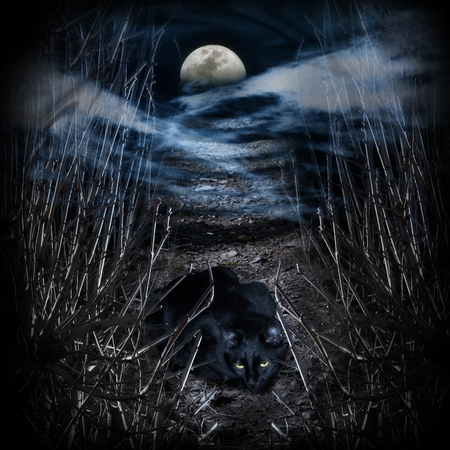 Mysterious road to the moon. Black cat on the wayの写真素材