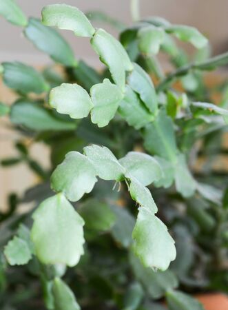 Green leaves of the Christmas cactus. Home plantの写真素材