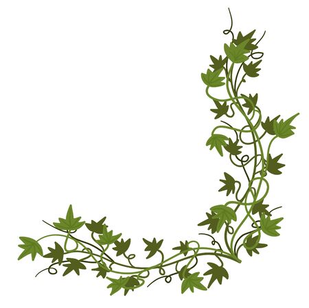 Decorative corner. Green creeping ivy, vector illustrationのイラスト素材