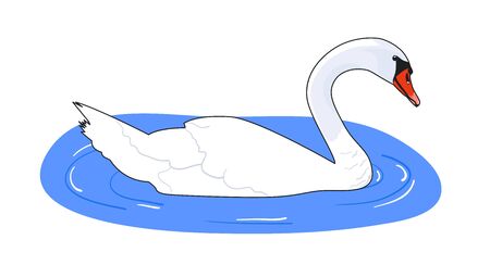 Beautiful white swan on the water. Vector illustrationのイラスト素材