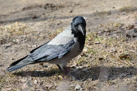 Hooded crow stands on the ground and looks at the cameraの写真素材
