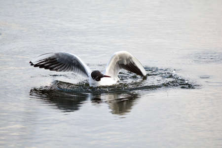 Black-headed gull with outstretched wings splashing in the water