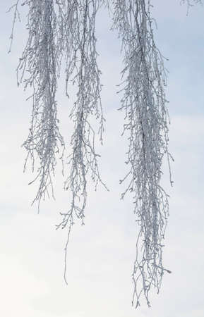 Winter day. Birch branches in hoarfrostの写真素材