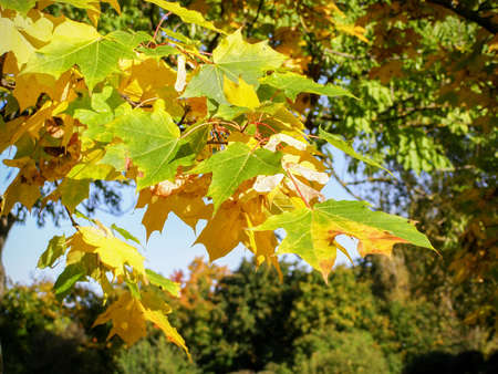 Branch with bright yellow autumn maple leaves, close-up