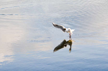 Black headed gull takes off from the water, dynamic shotの写真素材