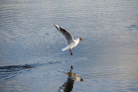 Black headed gull takes off from the water, dynamic shot