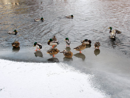 Group of ducks on the river shore in winterの写真素材