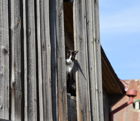Black and white cat sits in a hole in a wooden wallの写真素材