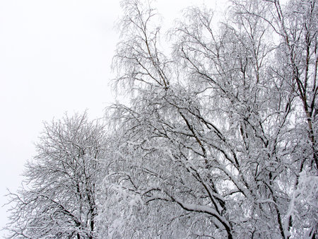 Snow-covered trees, winter dayの写真素材
