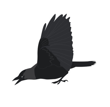Attack jackdaw with raised wings, vector illustrationのイラスト素材