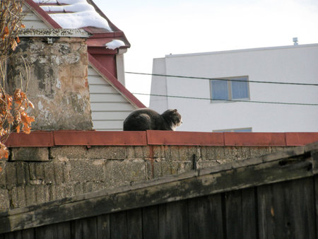 Fat gray cat sits on a roof, on a spring dayの写真素材