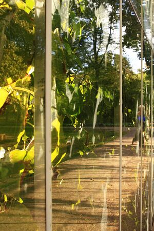 trees reflected in the glass display caseの写真素材