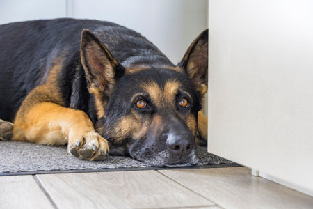 German shepherd dog lying on the floor in front of the door.の写真素材