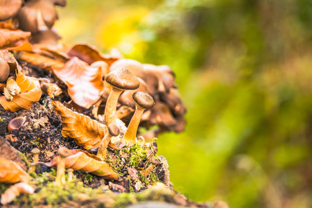 Wild Mushrooms Growing on Moss Covered Tree in Autumn Forestの写真素材