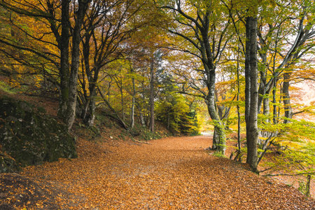 Scenic Autumn Forest Path with Golden Foliageの写真素材