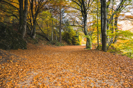 Scenic Autumn Forest Path with Golden Foliageの写真素材