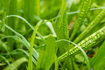 Vibrant green grass blades with dew drops and emerging plant bud. Natural spring or summer scene perfect for growth and freshness themes.の写真素材