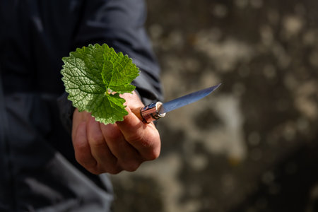 Hand Holding Fresh Green Leaf and Folding Knife Outdoorsの写真素材