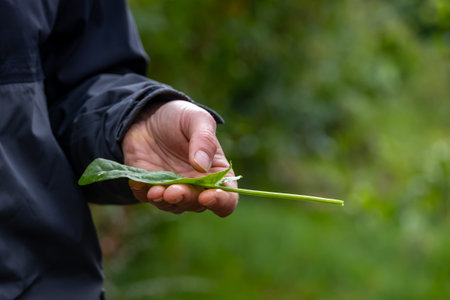 Hand Holding Fresh Wild Plant Stem for Foraging Identificationの写真素材