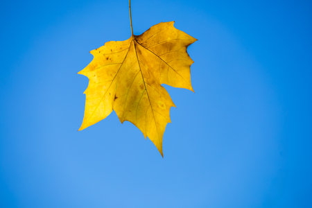 Bright yellow autumn maple leaf hanging against vivid blue sky background. Minimalist seasonal nature scene perfect for fall and change concepts.の写真素材