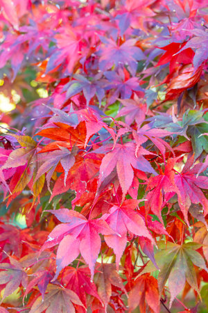 Maple leaves in autumn season, closeup of red maple leavesの写真素材