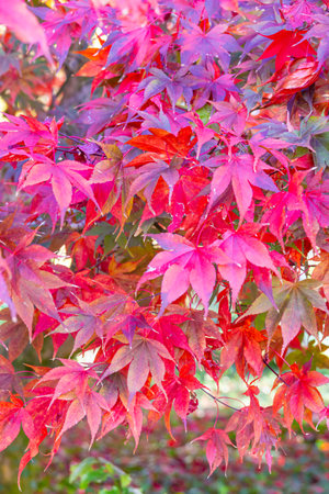 Autumn maple leaves background. Red maple leaves in autumn season.の写真素材