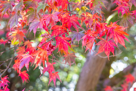 Red maple leaves in autumn season with bokeh background, Japanの写真素材