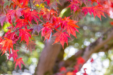 Red maple leaves in autumn season in Japan. (Selective focus)の写真素材