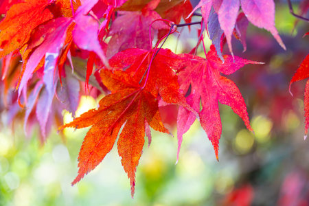 Red maple leaves in autumn season. Colorful maple leaves background.の写真素材