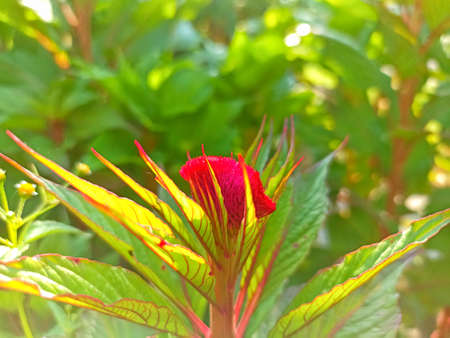 Celosia argentea flower blooming in the gardenの写真素材