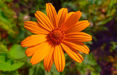 Tithonia diversifolia is commonly known as the tree marigold, Mexican tournesol, Mexican sunflower,...