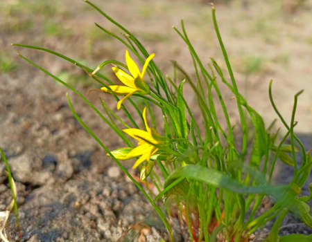 Yellow spring flowers on a background of green grass. Close-up.