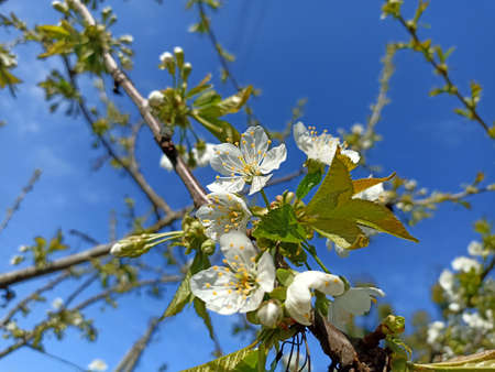 Blossoming branch of cherry in spring against the blue sky.