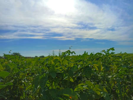 Soybean field and blue sky with clouds. High quality photoの写真素材