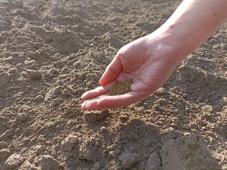 Woman's hand planting seeds in soil, closeup. Space for text