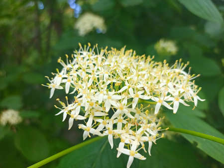 White flowers of the viburnum bush. Close-up.
