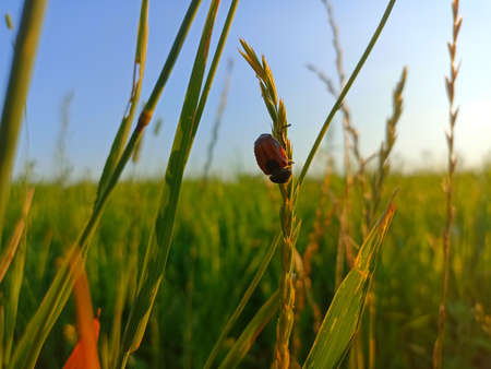 A beetle on a blade of grass in the field at sunset.