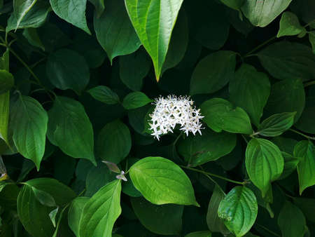 White flowers of Cornus officinalis, also known as dogwood.の写真素材