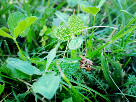 Trifolium repens, the white clover (also known as Dutch clover, Ladino clover, or Ladino). Floral...